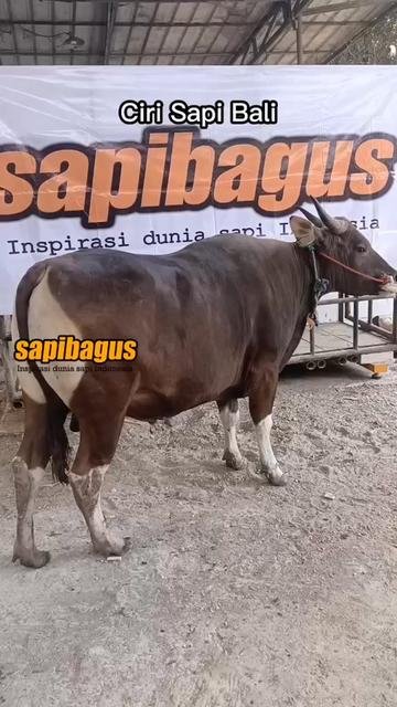 Ciri-Sapi-Bali